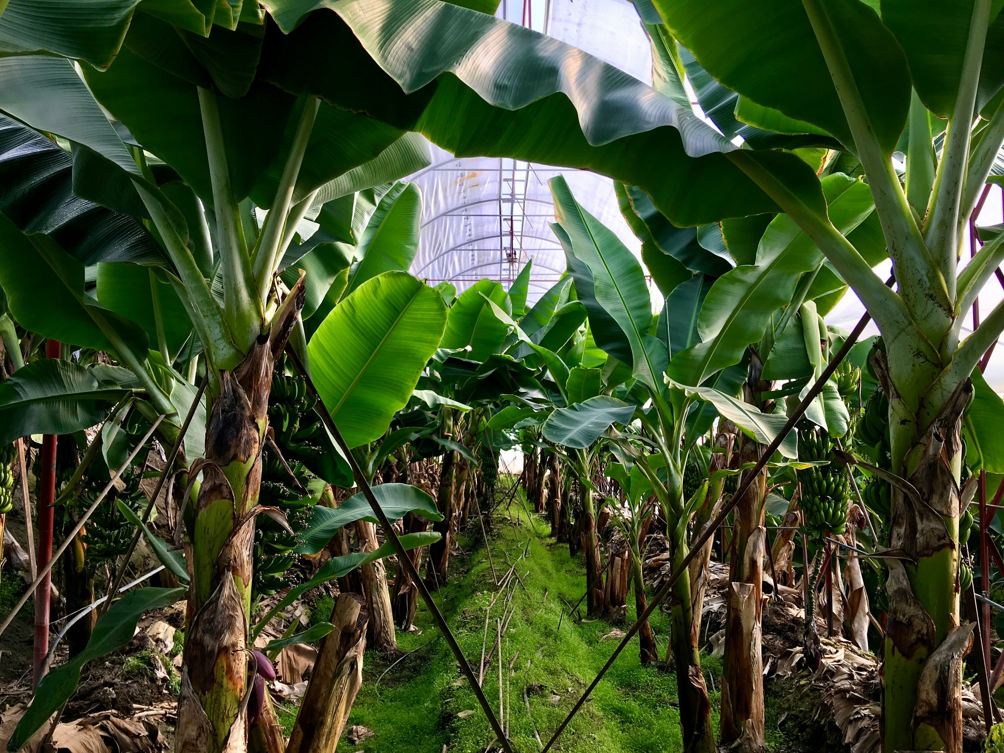 Banana Plantation