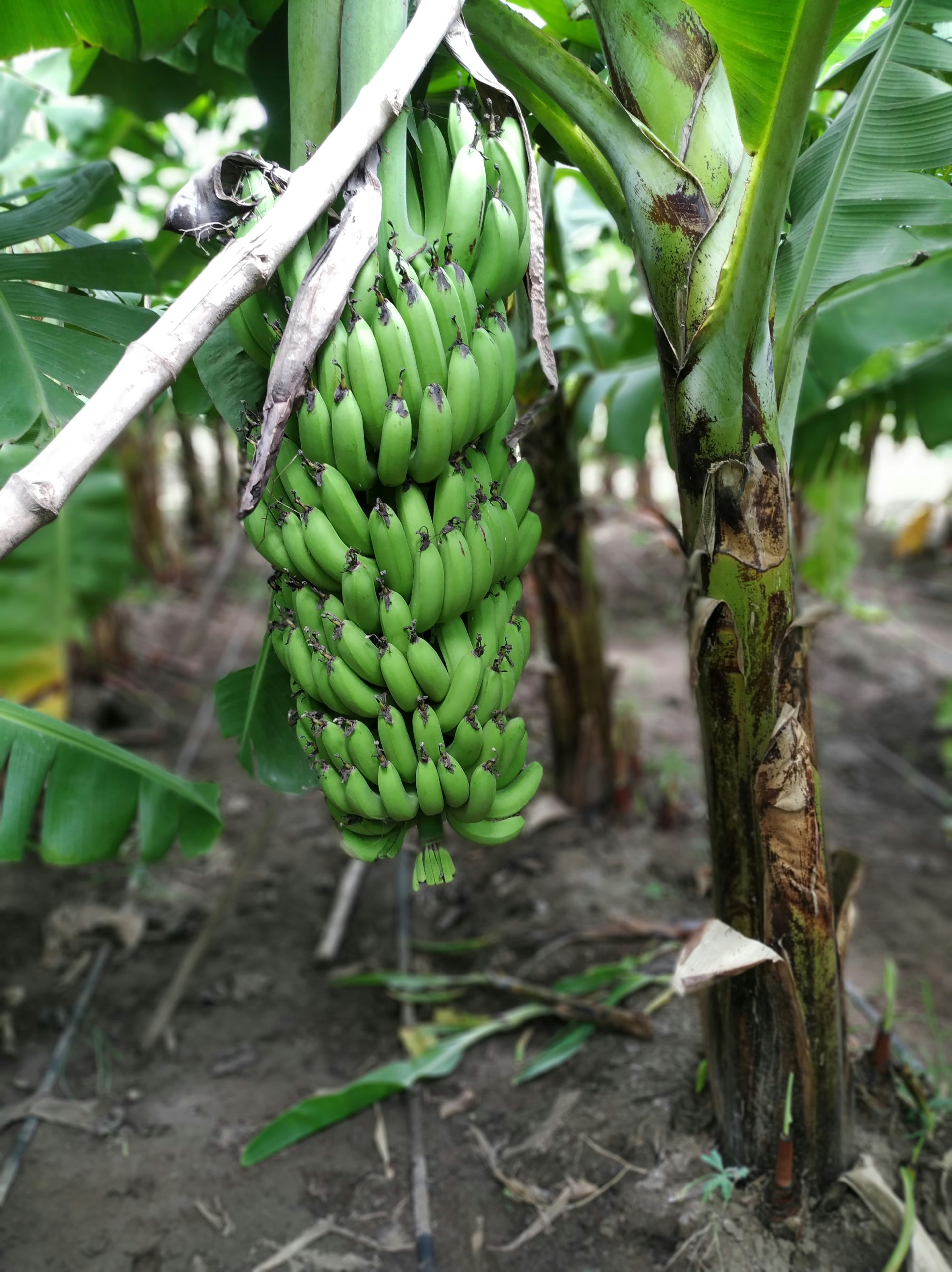 Cavendish Bananas