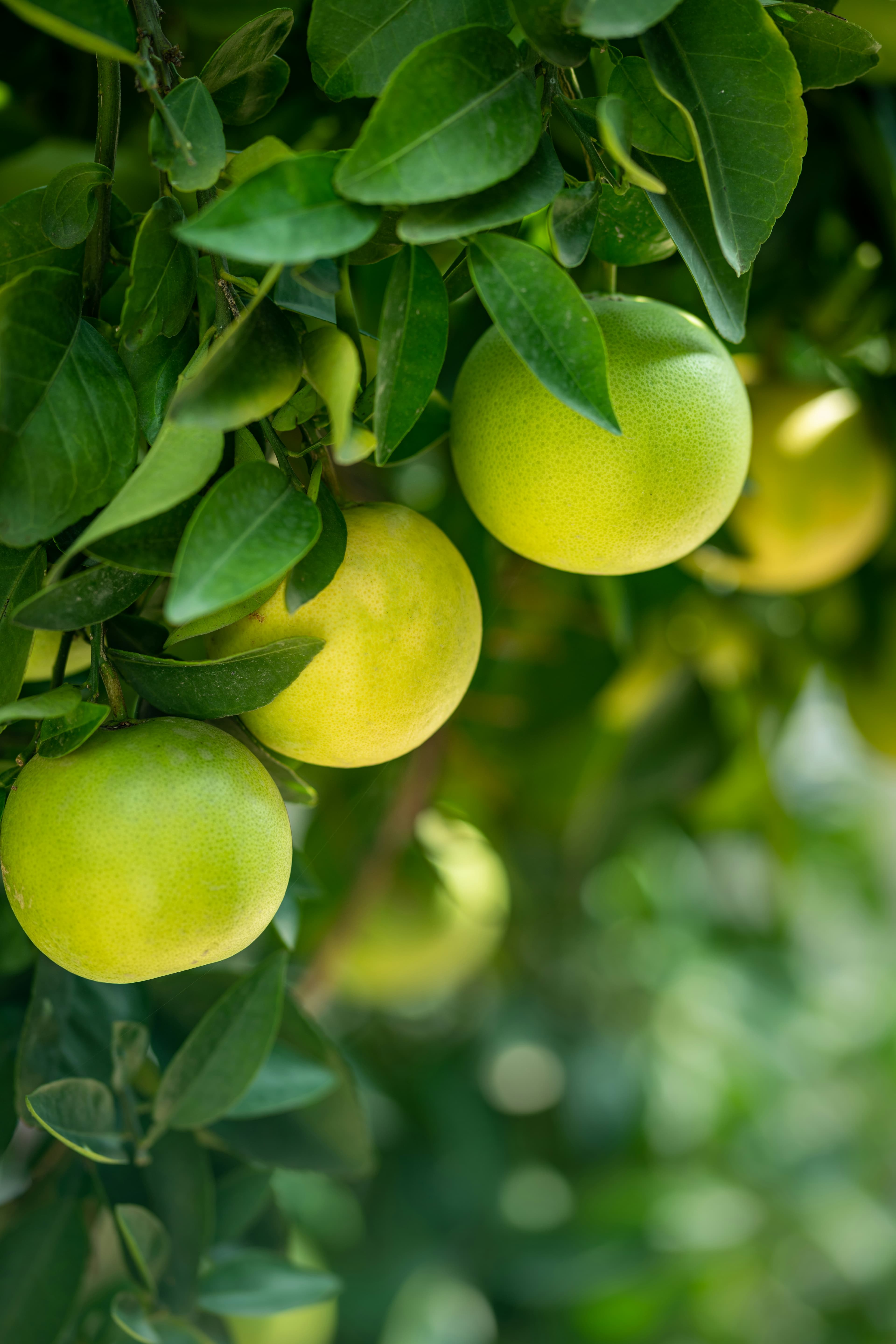 Pomelo