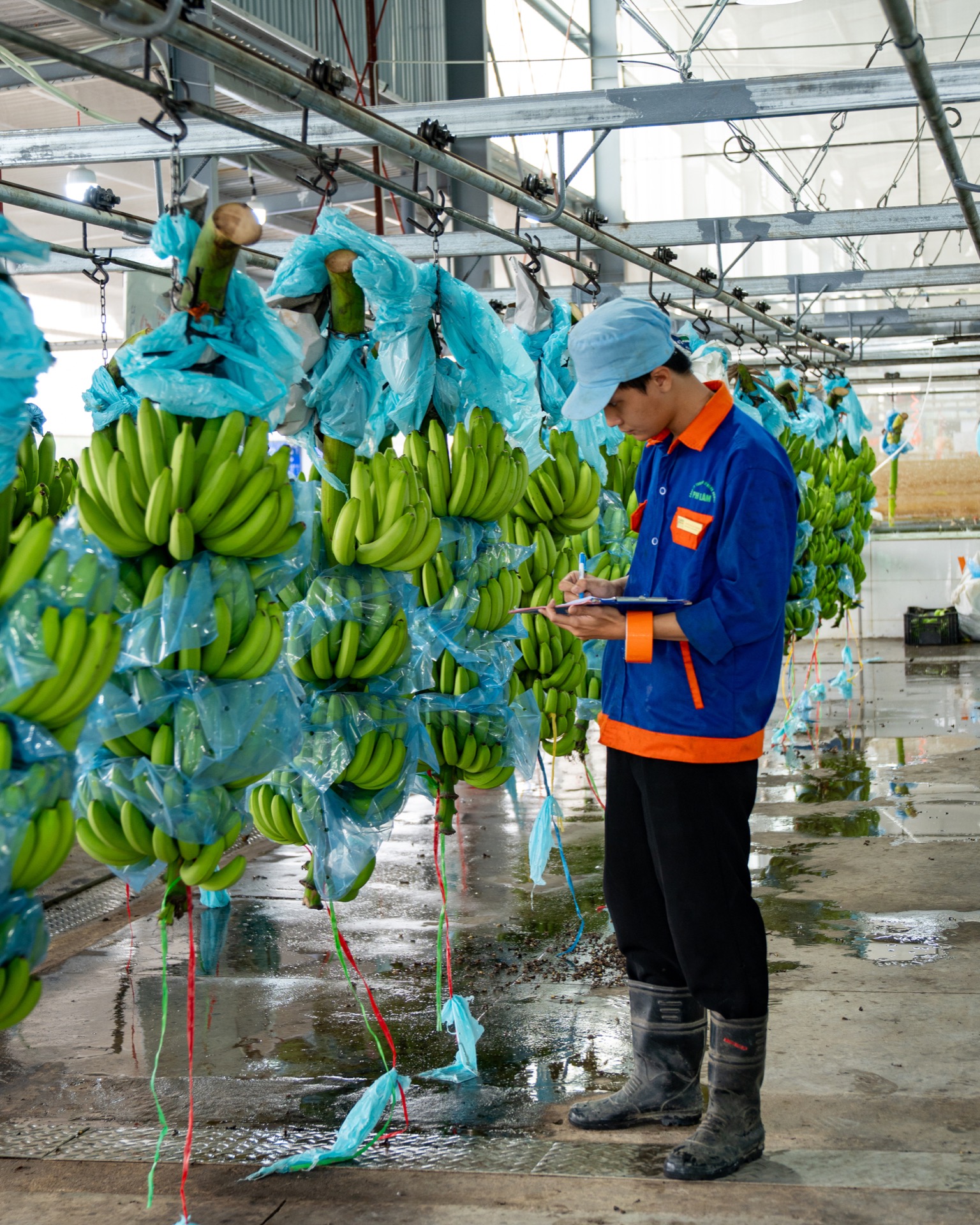 Precision farming technology at Phu Lam