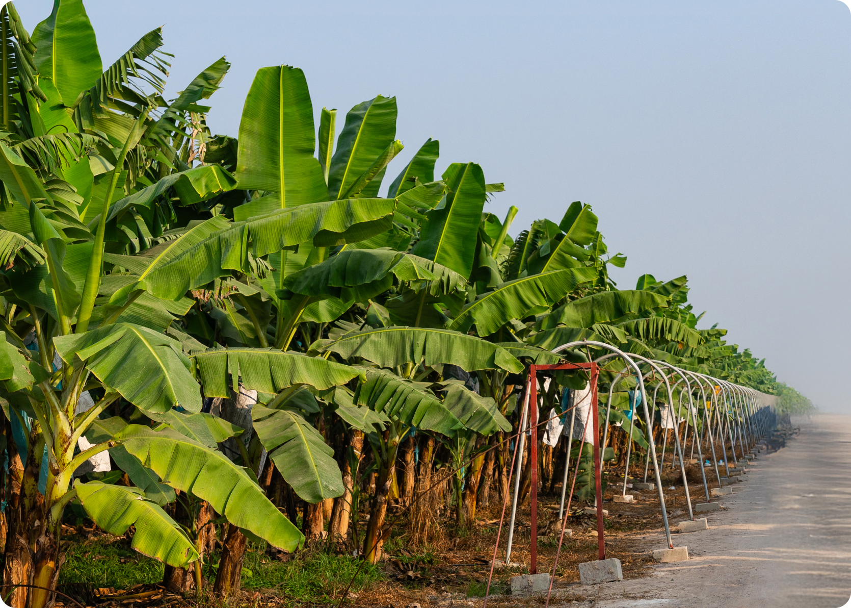 Banana farm at Phu Lam Agriculture