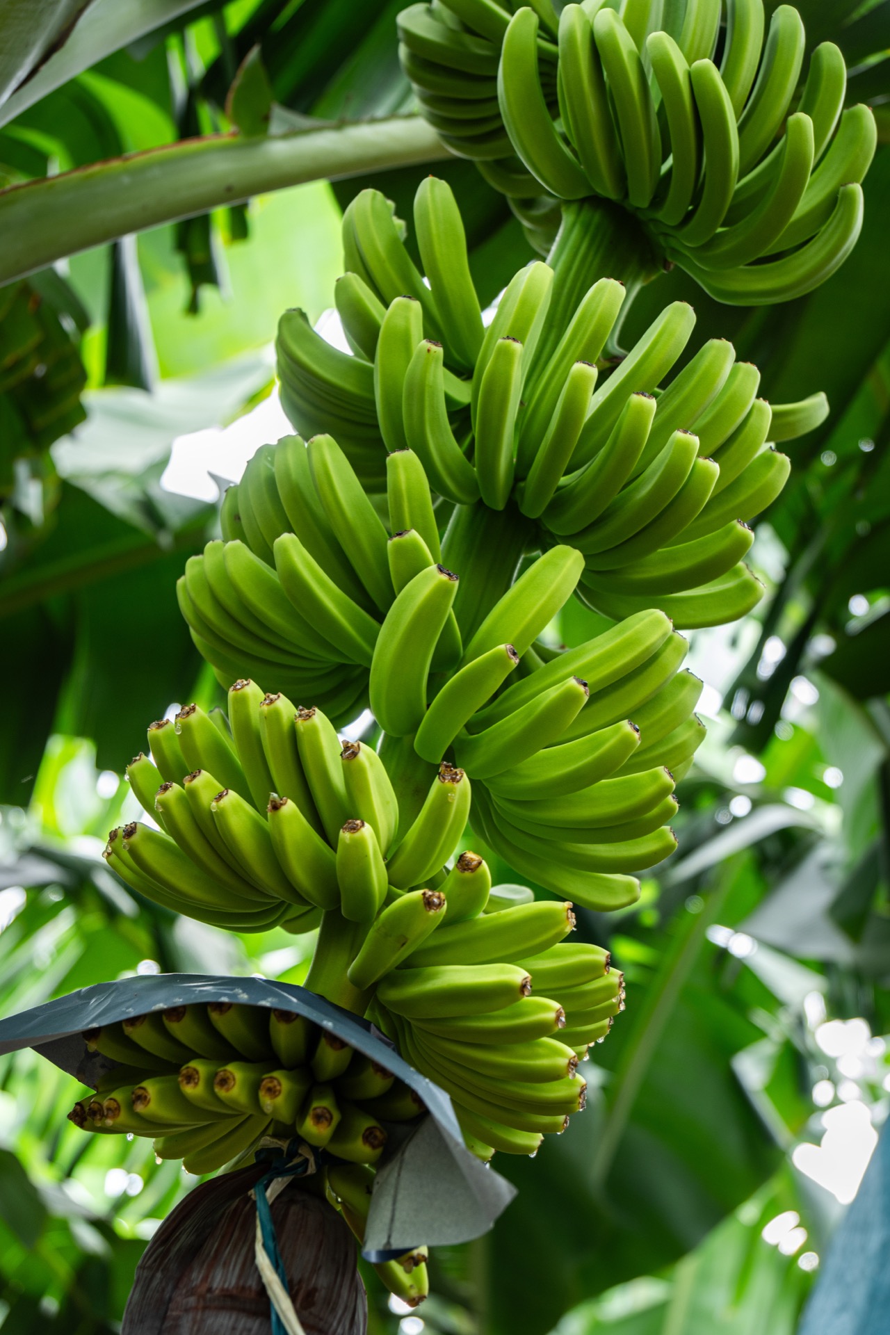 Banana harvest at Phu Lam farms