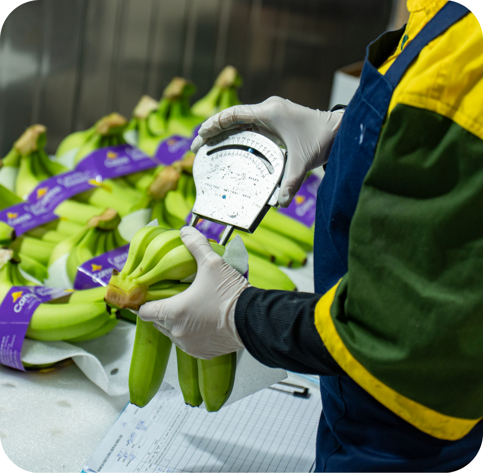 Quality control — Phu Lam worker checking Cavendish bananas