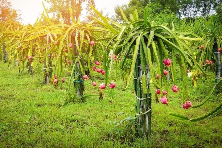 Dragon Fruit